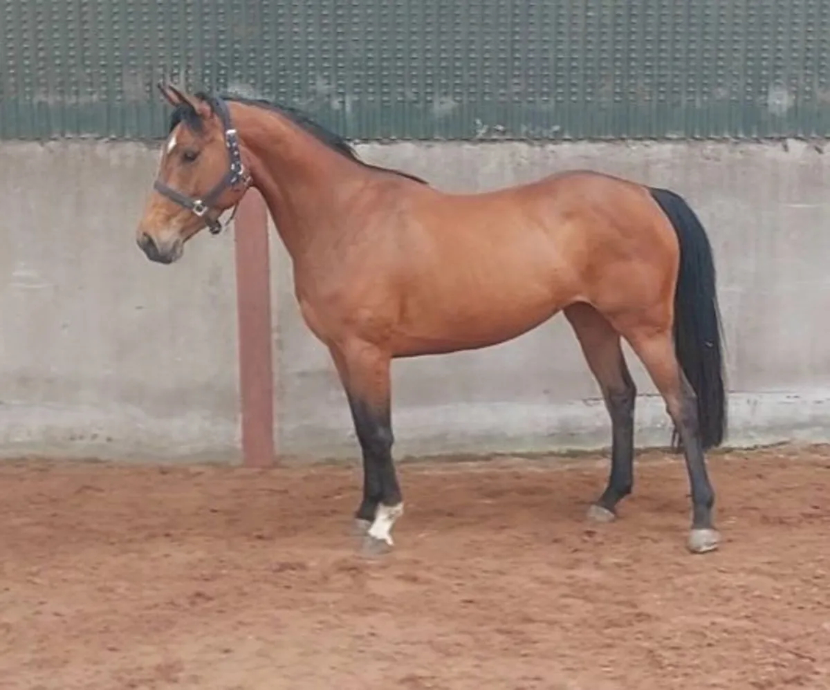 Top Quality 4yo Mare - Image 1