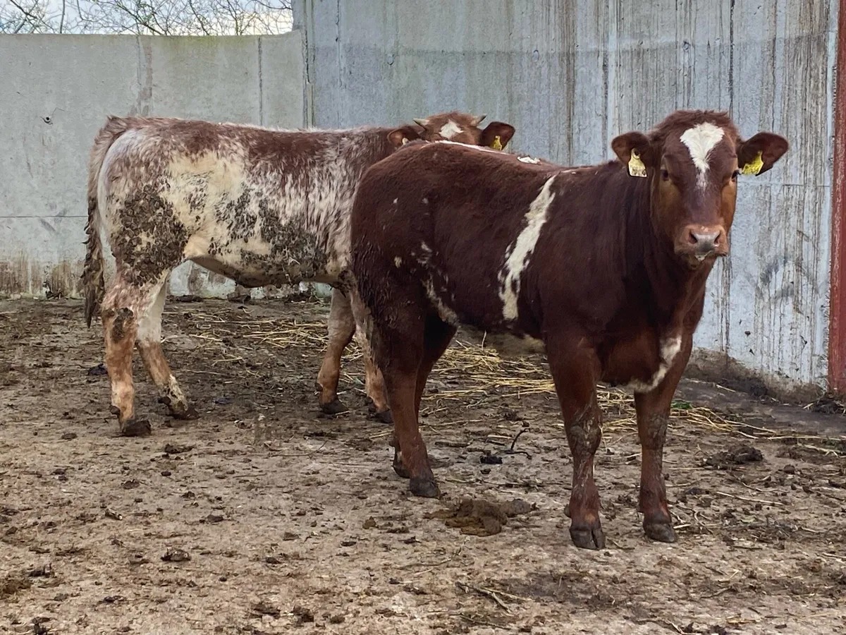 8 Top Class Bulling Heifers @ Lissava - Image 2
