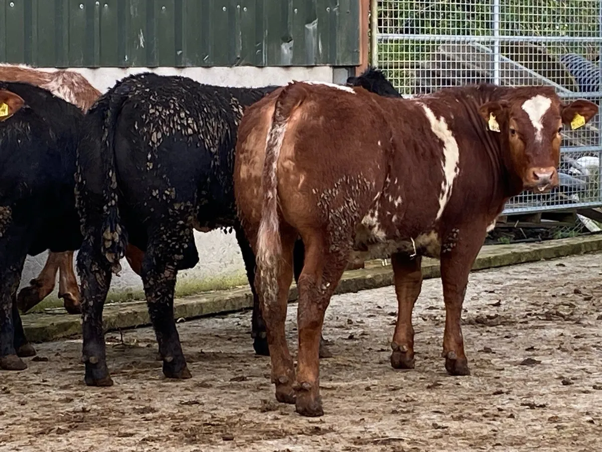 8 Top Class Bulling Heifers @ Lissava - Image 3