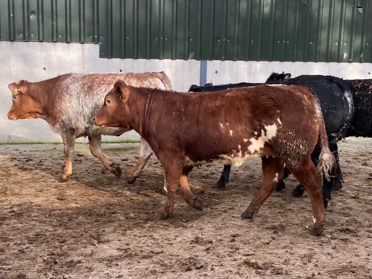 8 Top Class Bulling Heifers @ Lissava - Image 4