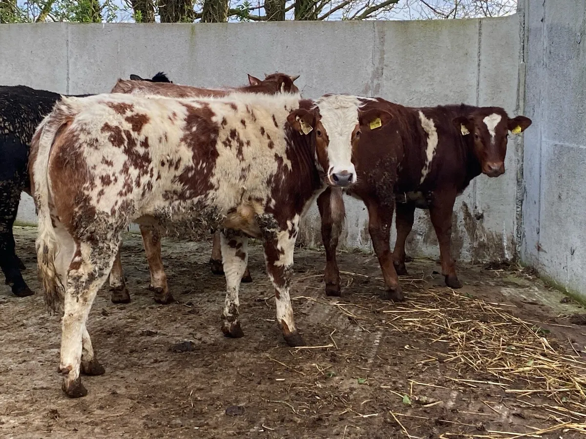 8 Top Class Bulling Heifers @ Lissava - Image 1