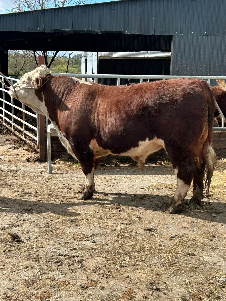 5 Star Pedigree Hereford Bull - Image 3
