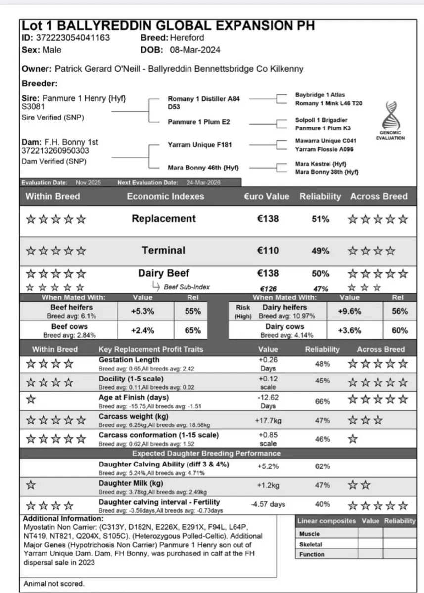 5 Star Pedigree Hereford Bull - Image 4