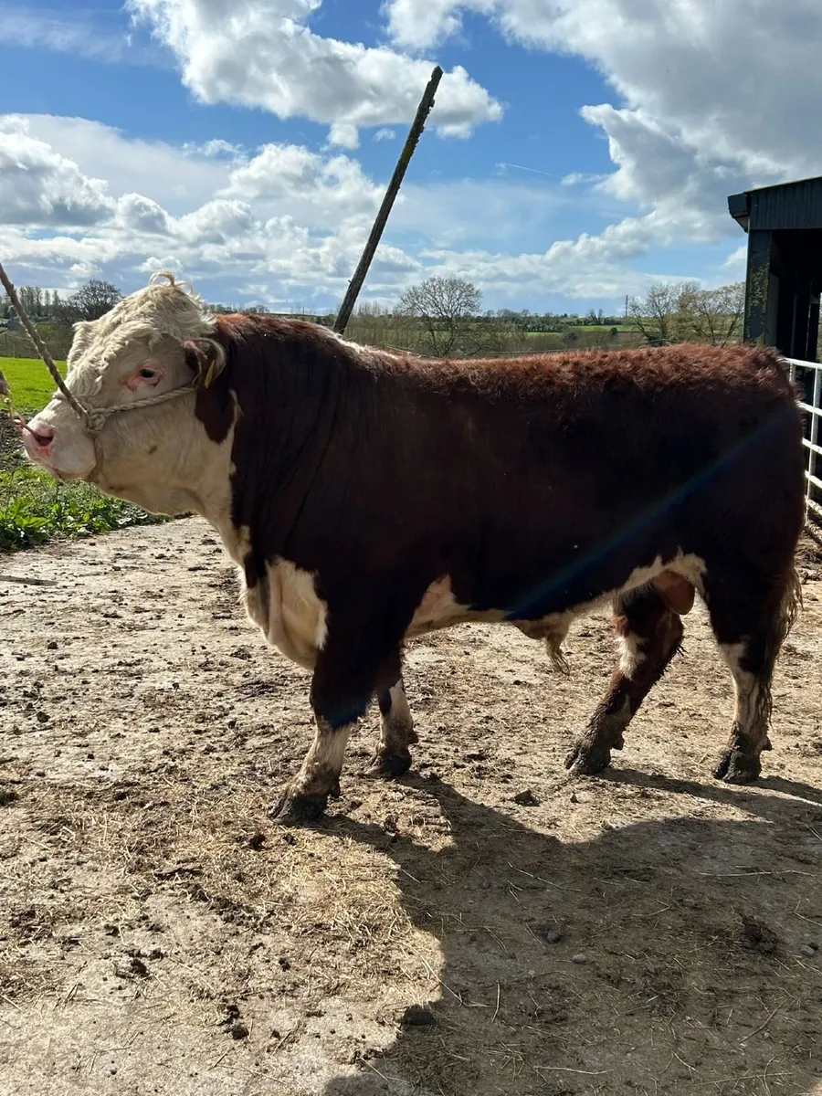 5 Star Pedigree Hereford Bull - Image 2