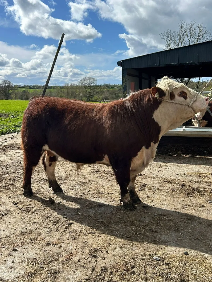 5 Star Pedigree Hereford Bull - Image 1