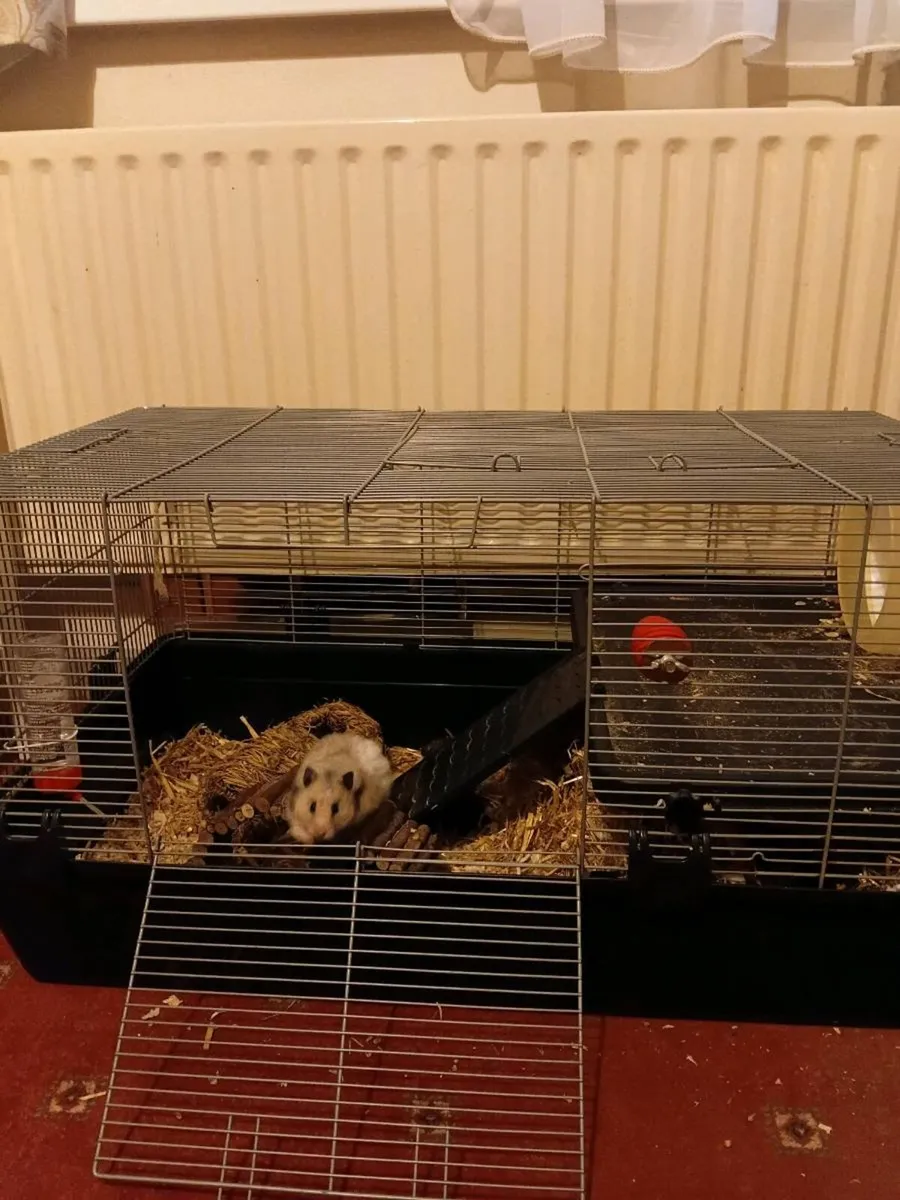 Hamster - Image 1