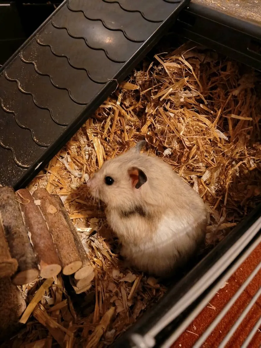 Hamster - Image 2