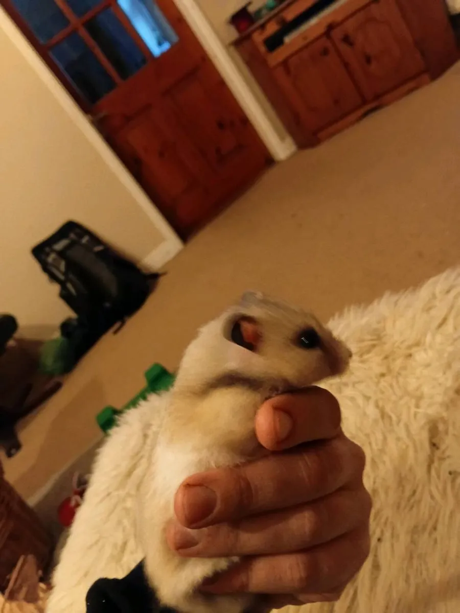 Hamster - Image 3