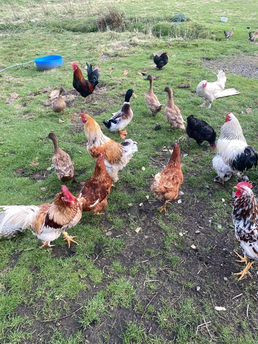 Hens and cocks - Image 1