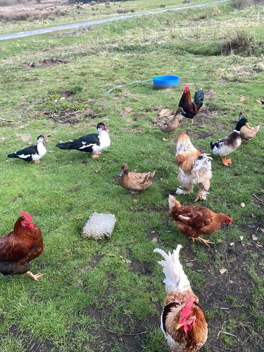 Hens and cocks - Image 2