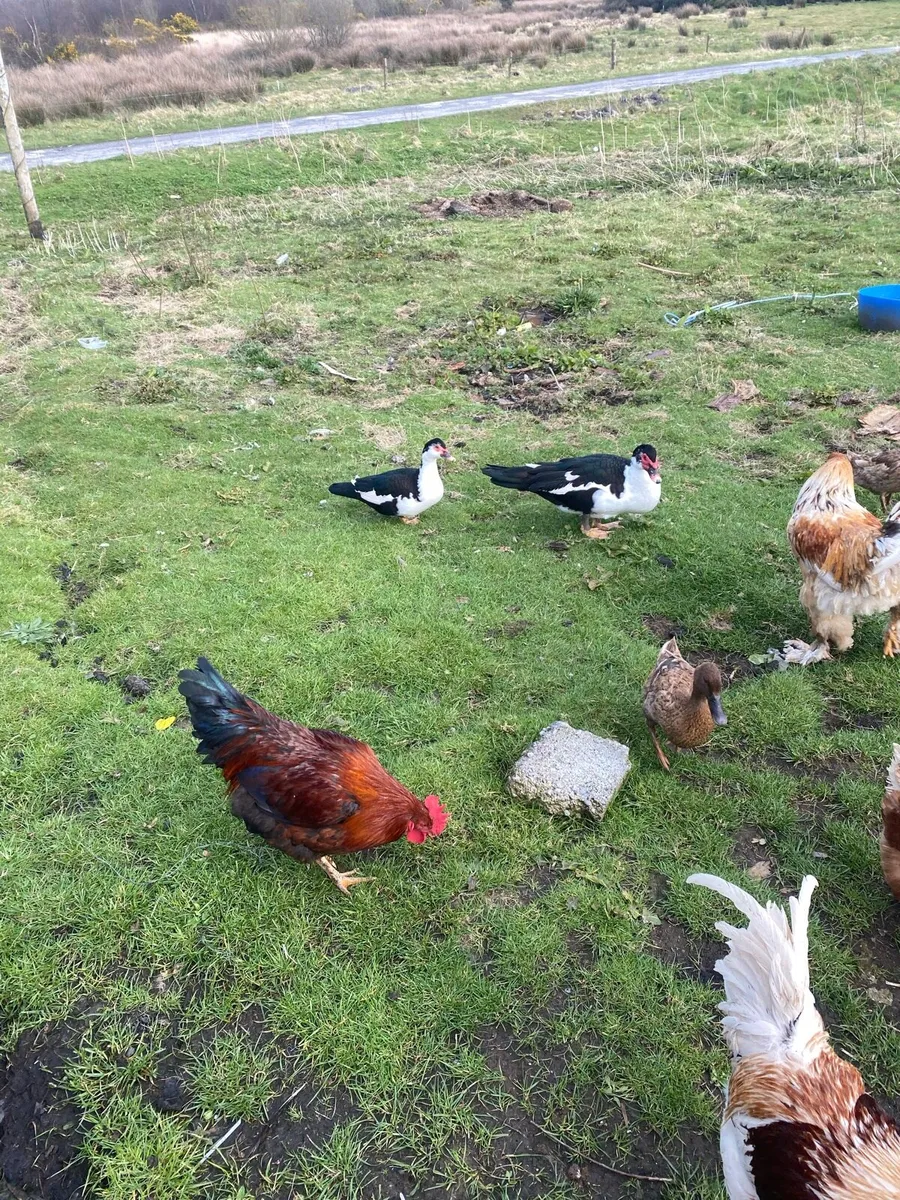 Hens and cocks - Image 3