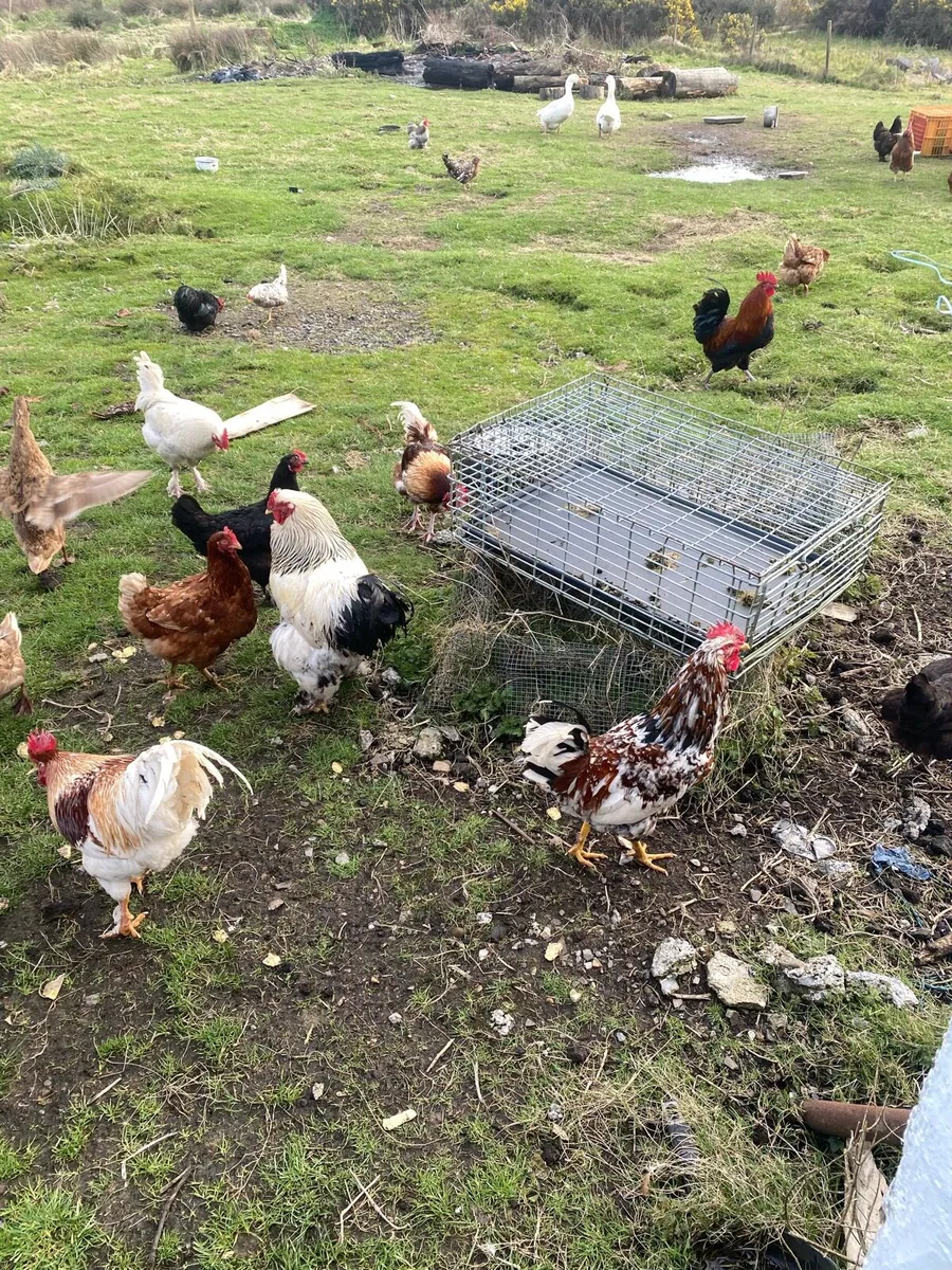 Hens and cocks - Image 4