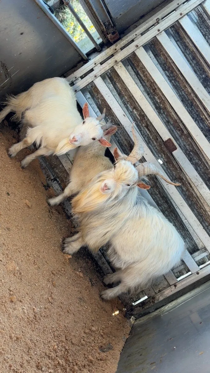 Pigmy x goats - Image 2