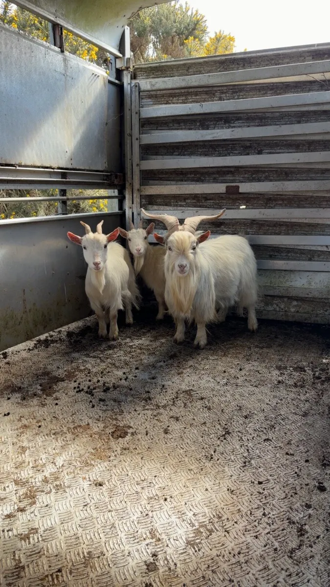 Pigmy x goats - Image 3