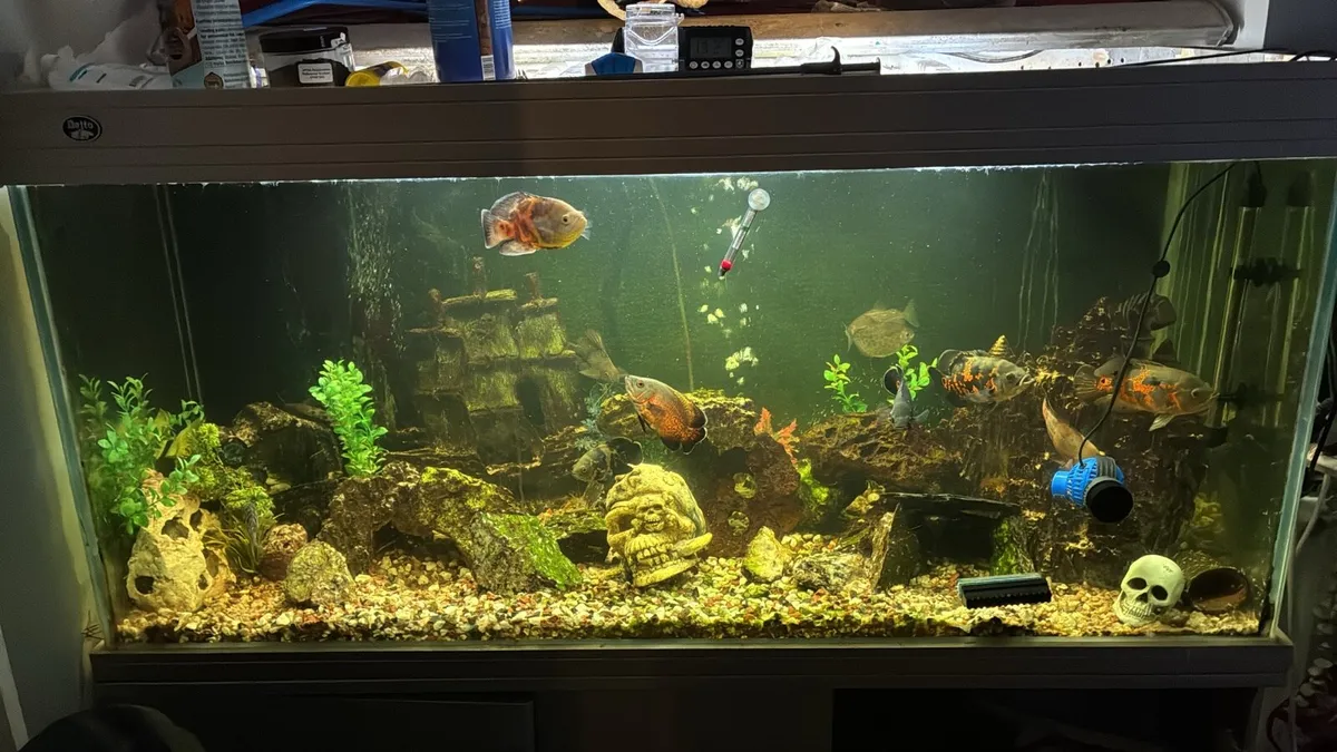 Oscar fish - Image 1