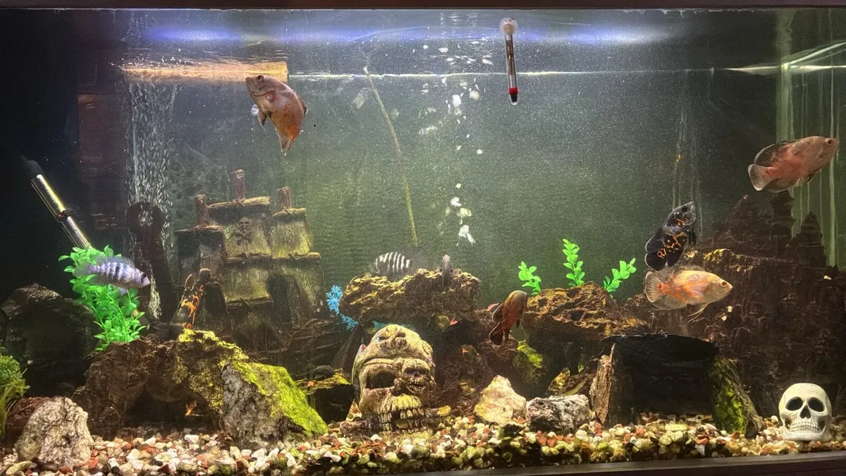 Oscar fish - Image 2