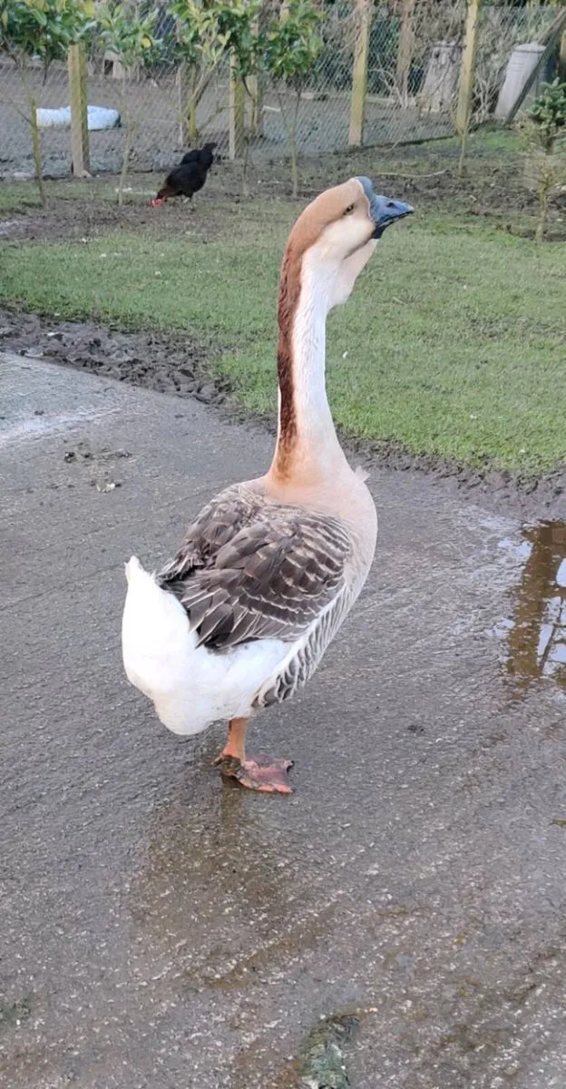 Geese, African Gander - Image 1
