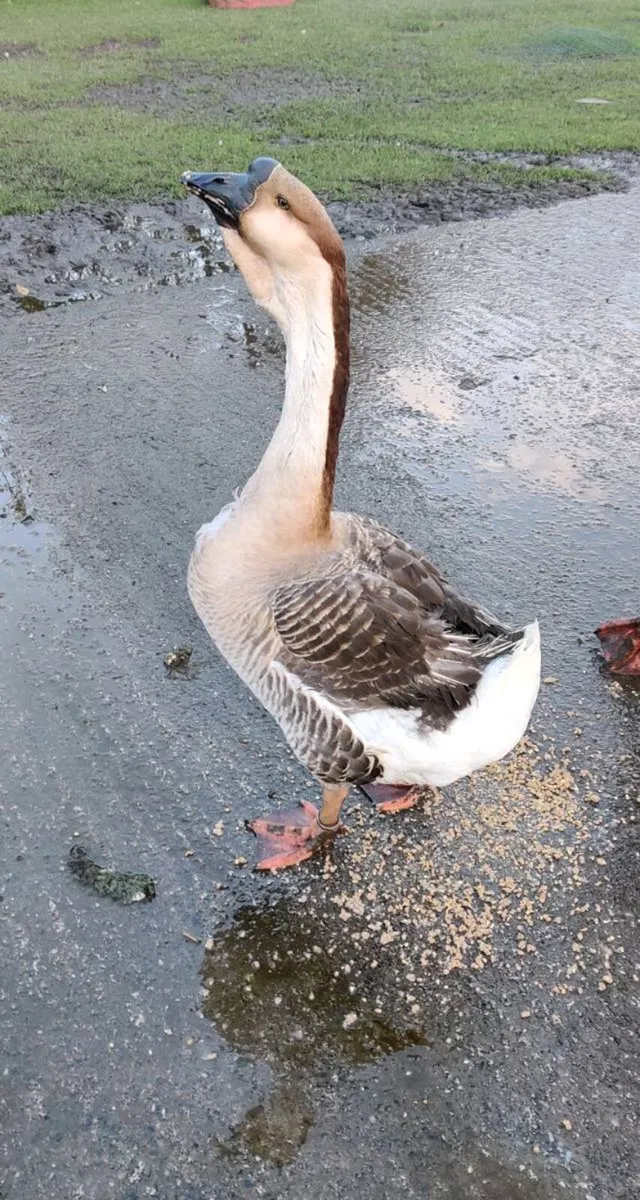 Geese, African Gander - Image 2