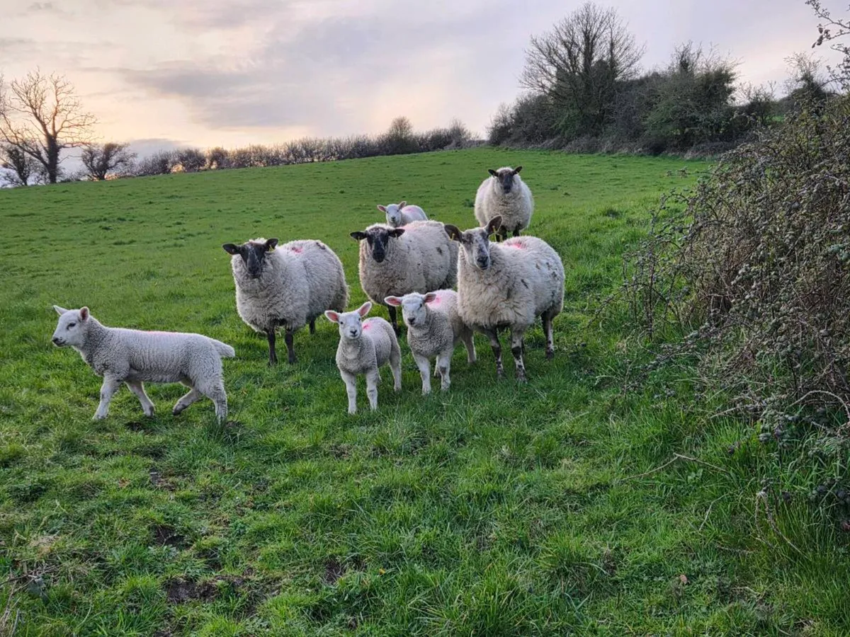Sheep with lambs - Image 1