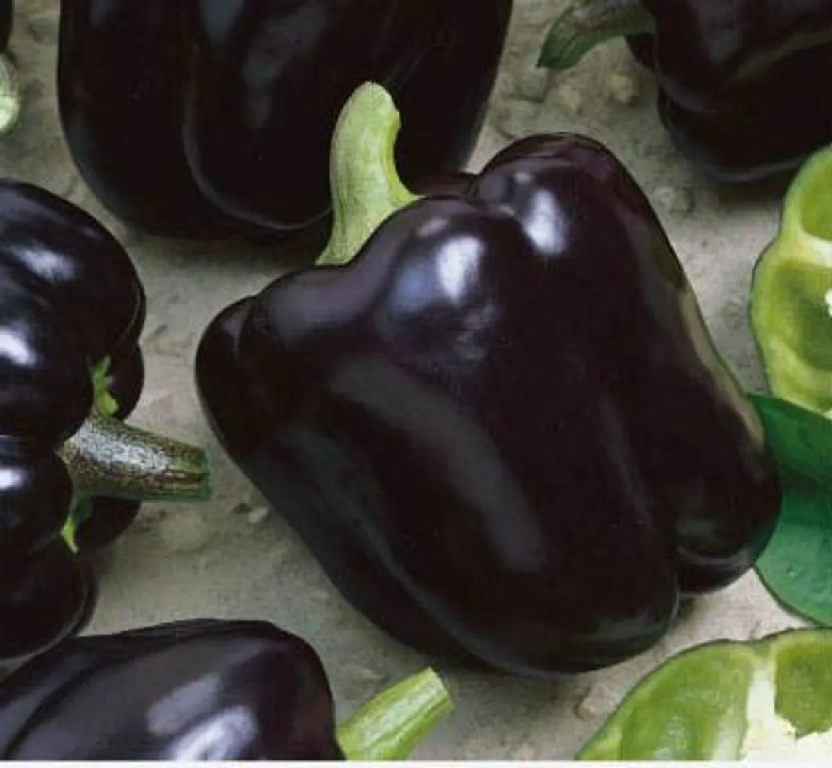 (P) Pepper Andromeda H seeds (10s) (111008)