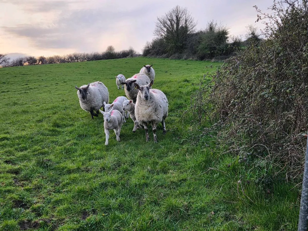 Sheep with lambs - Image 2