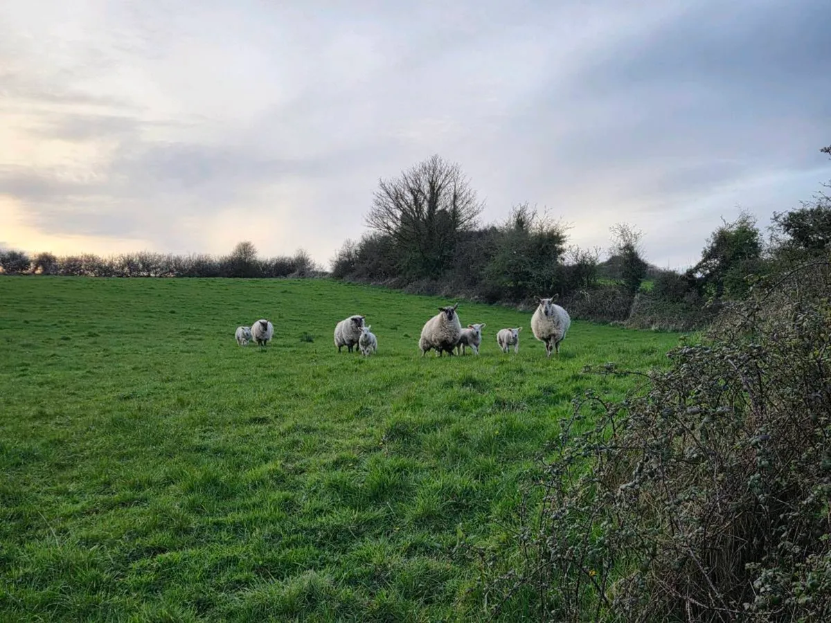 Sheep with lambs - Image 3