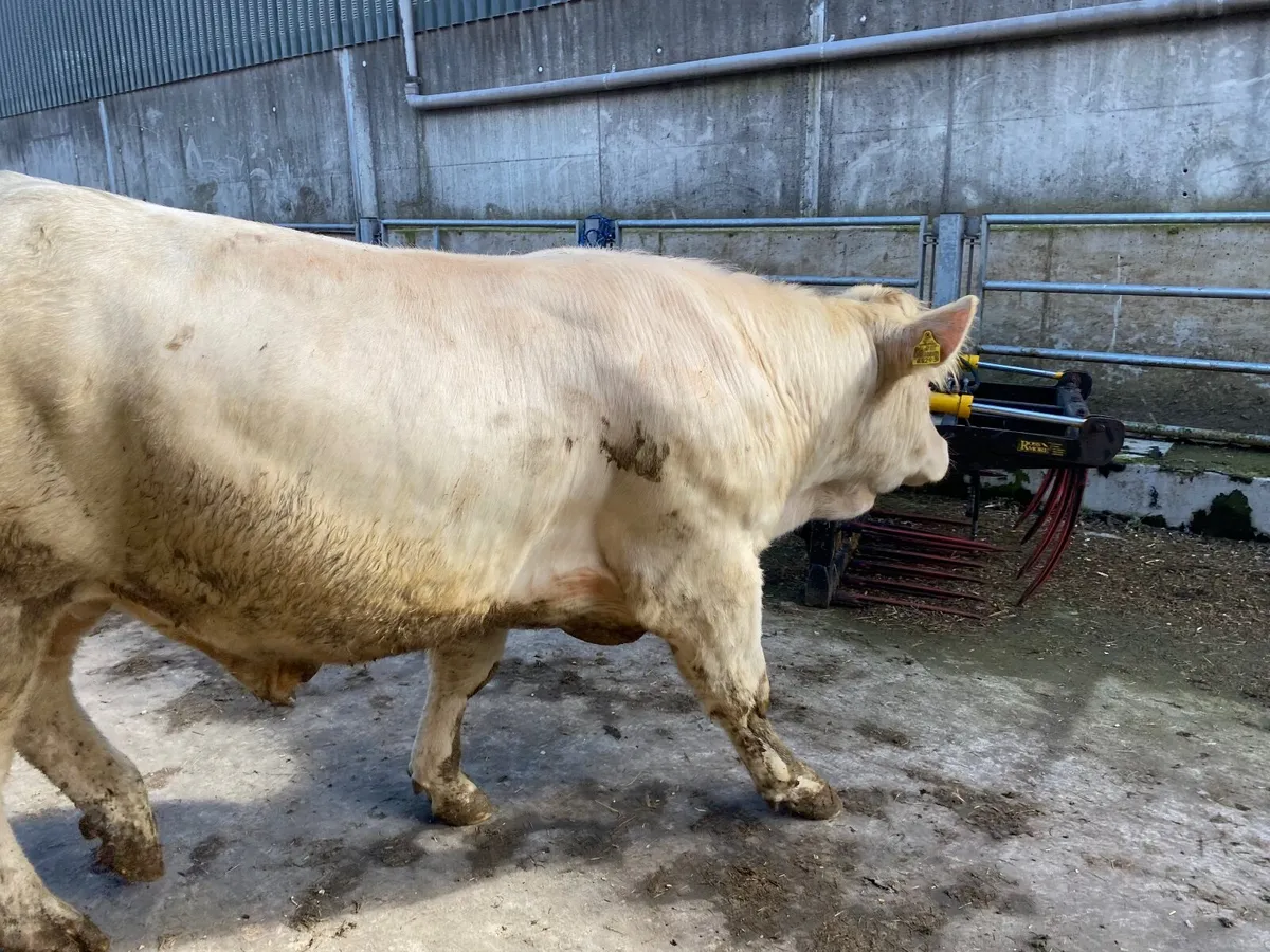 Selection of PBR Charolais and Simmental Bulls - Image 2
