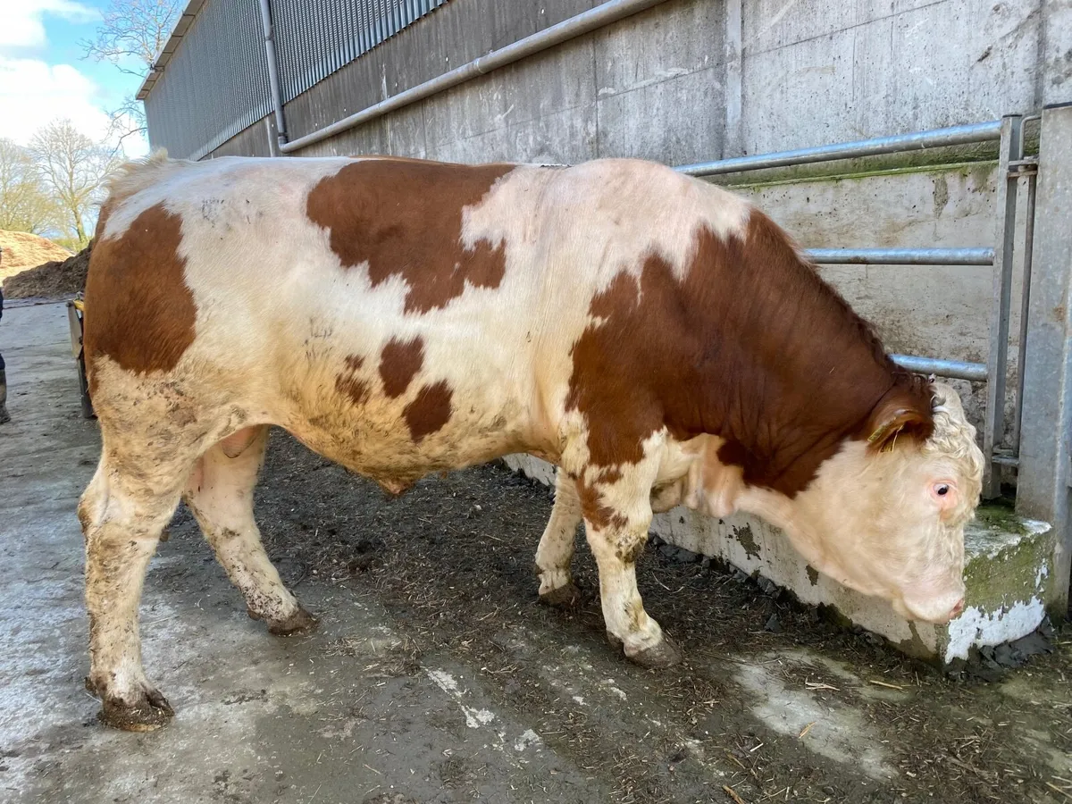Selection of PBR Charolais and Simmental Bulls - Image 3