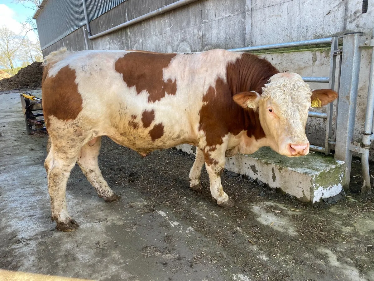 Selection of PBR Charolais and Simmental Bulls - Image 4