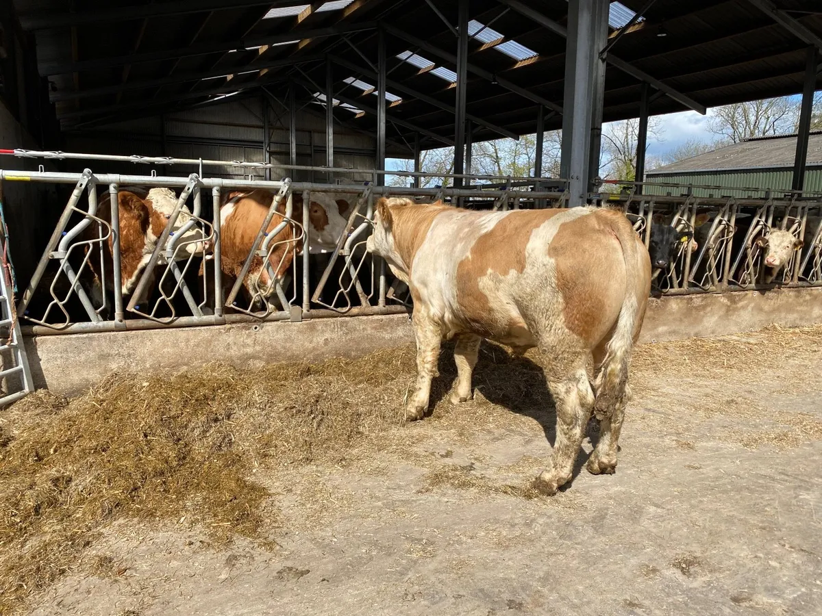 Selection of PBR Charolais and Simmental Bulls - Image 1