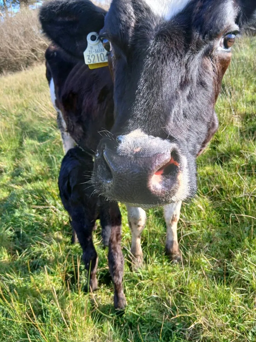 Frisian cow and calf - Image 2
