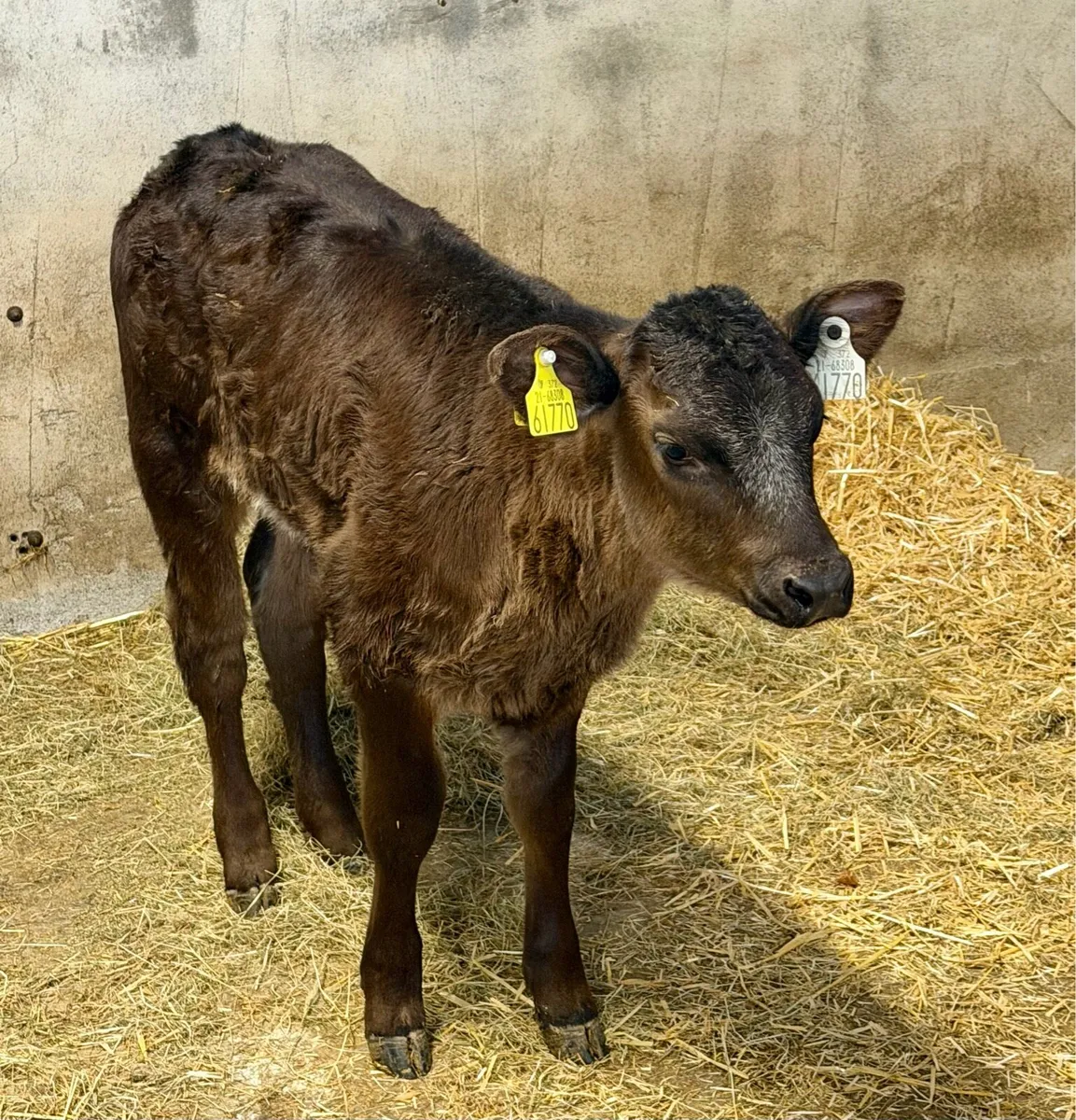 ⭐️Suckler bred heifer calf ⭐️ - Image 1