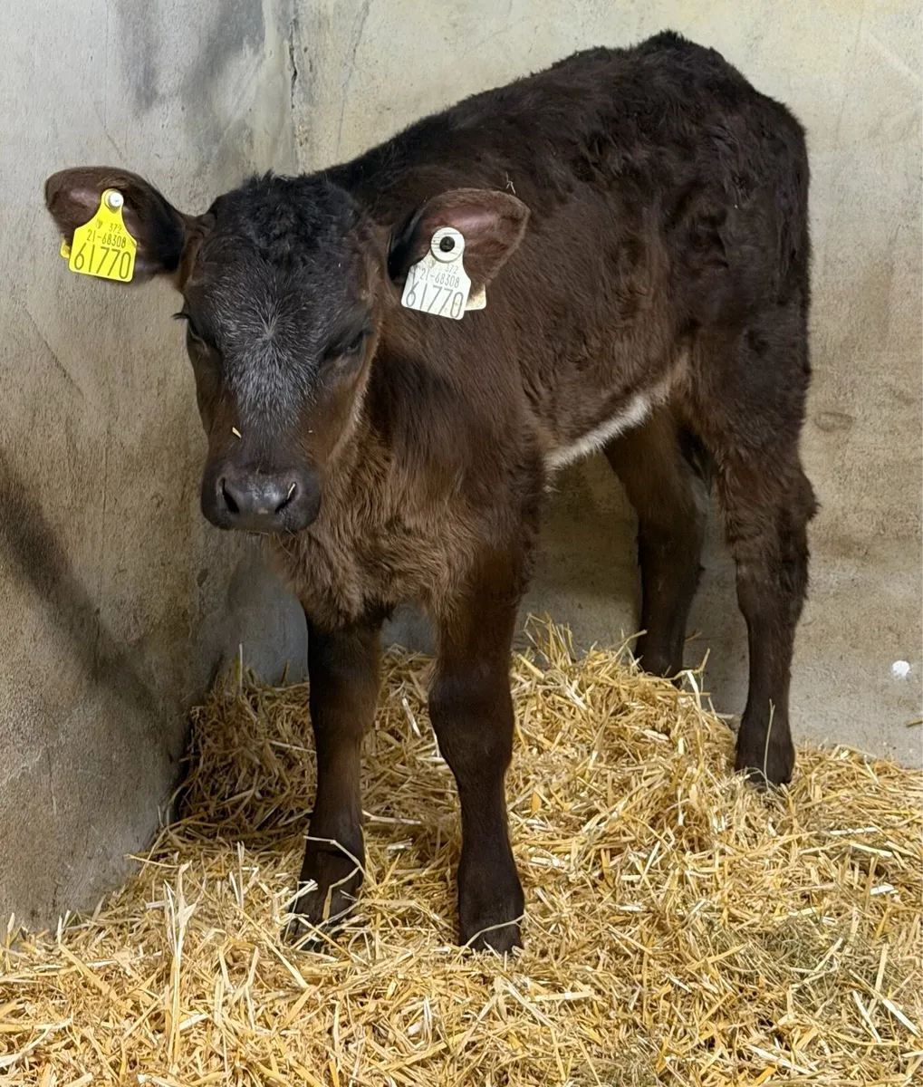 ⭐️Suckler bred heifer calf ⭐️ - Image 2