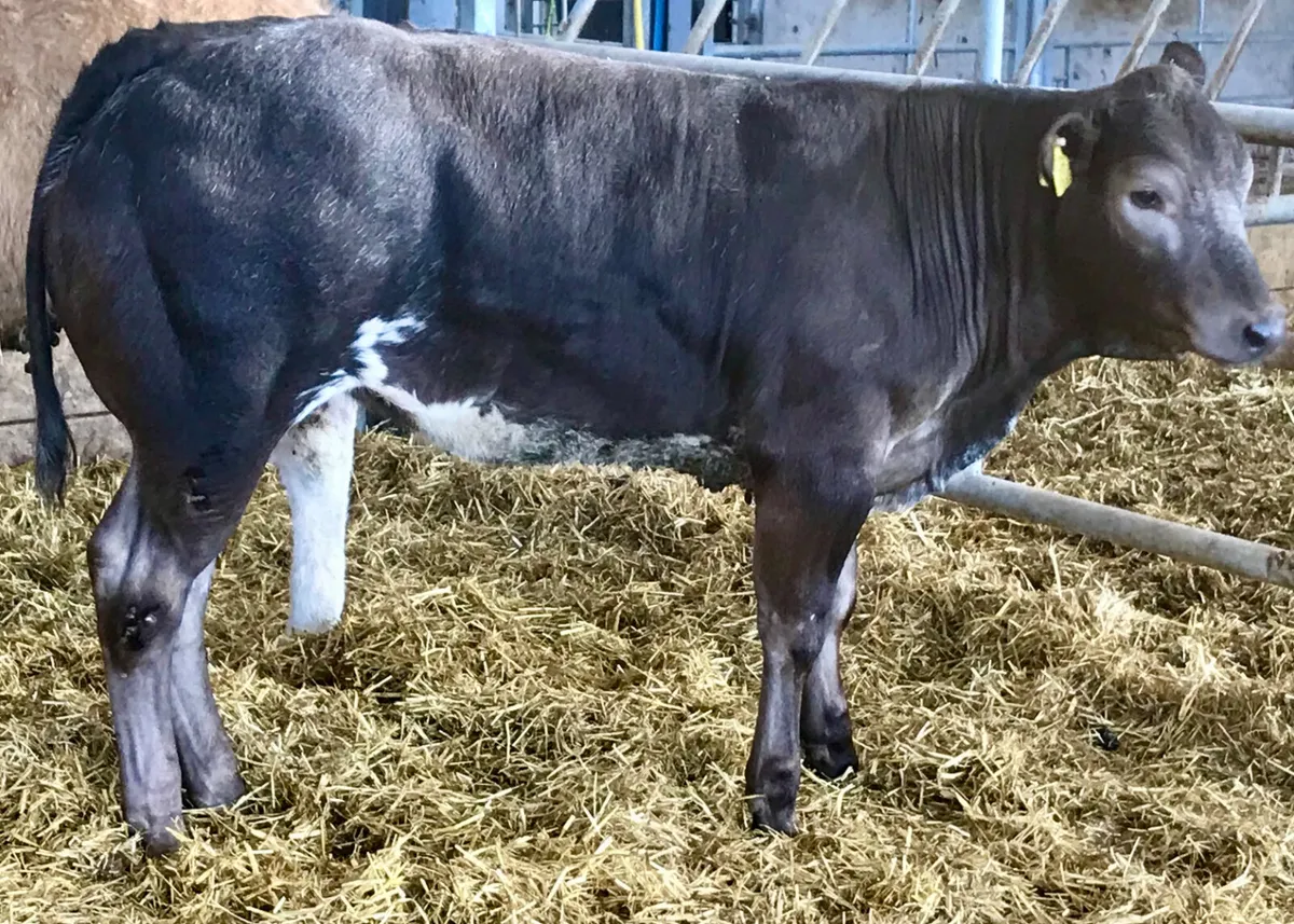 5 Star Breeding Heifer - Image 3