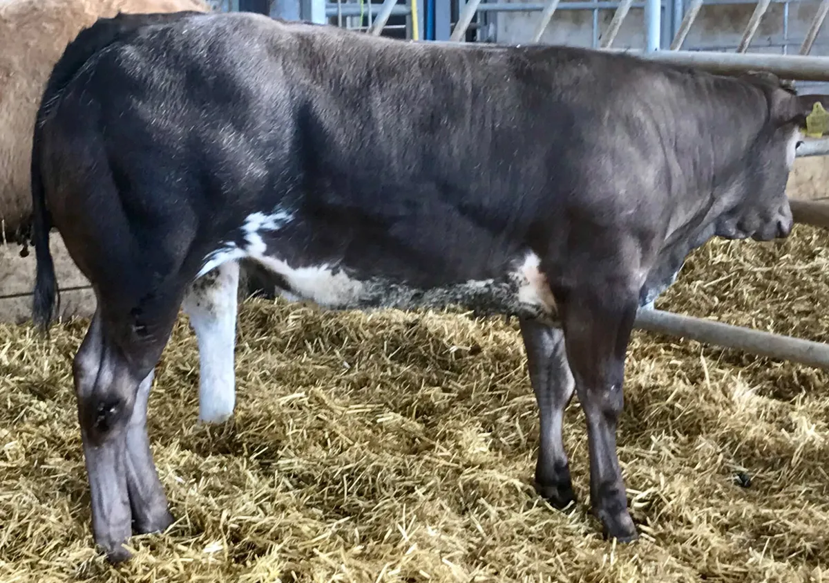 5 Star Breeding Heifer - Image 2