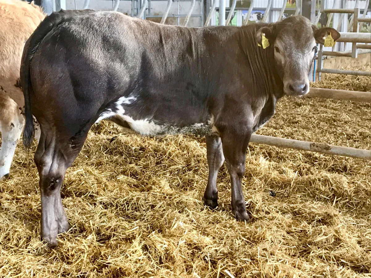 5 Star Breeding Heifer - Image 1