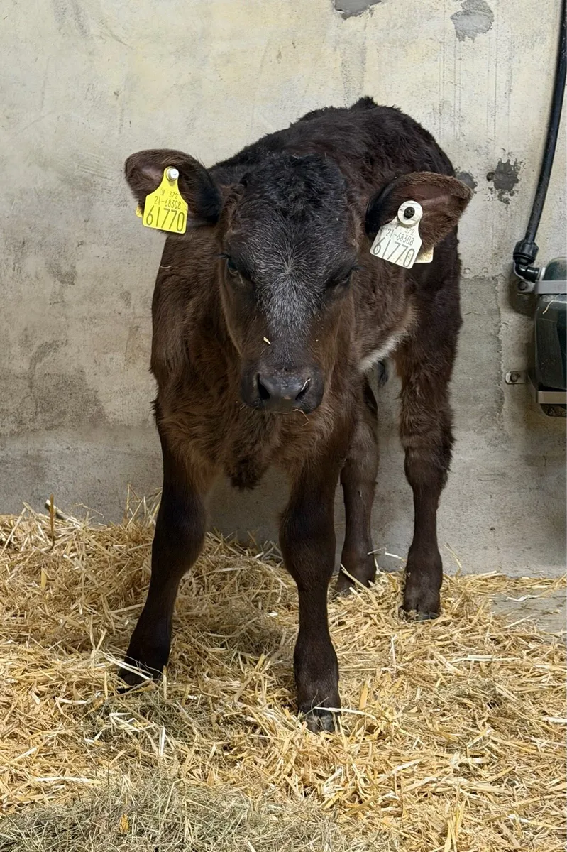 ⭐️Suckler bred heifer calf ⭐️ - Image 3