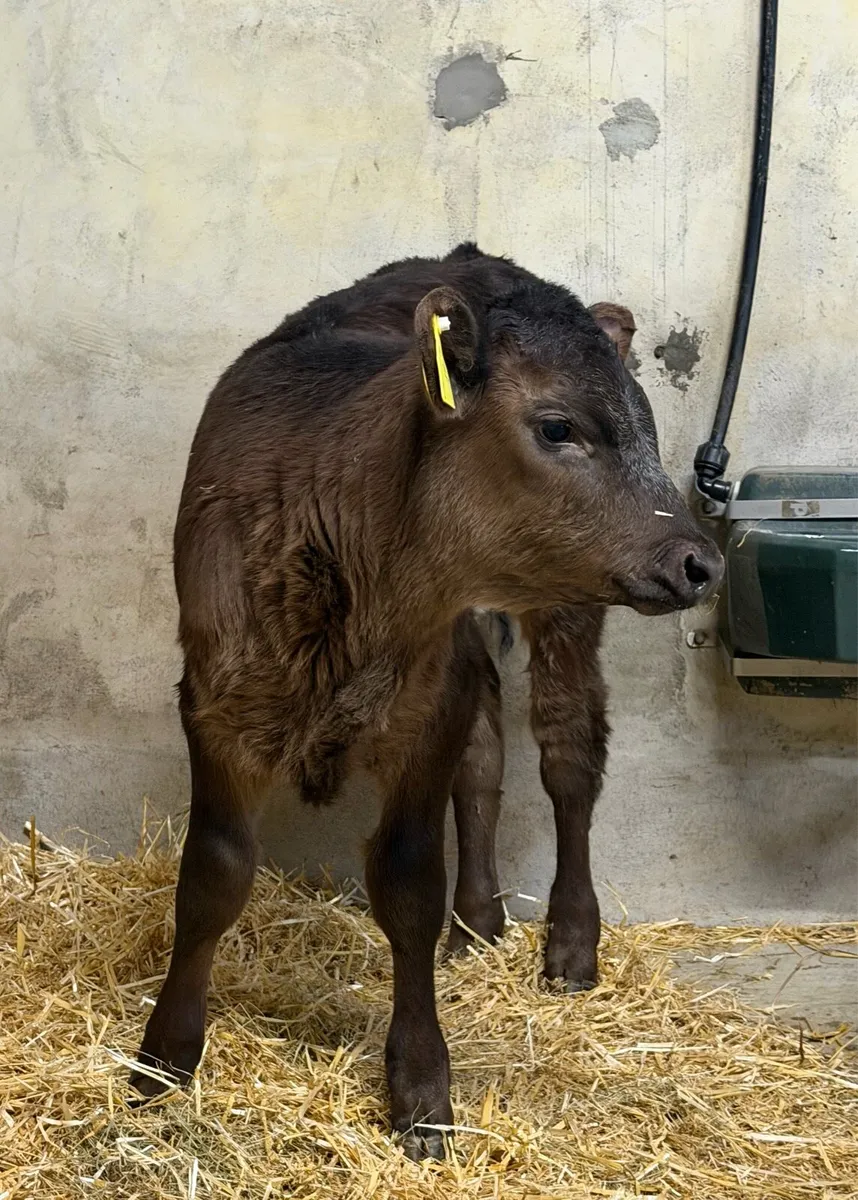 ⭐️Suckler bred heifer calf ⭐️ - Image 4