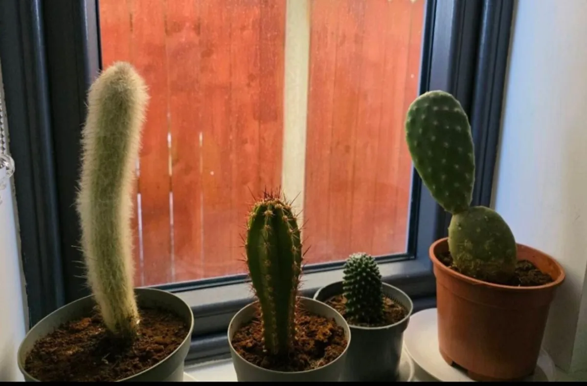 Cacti from Cyprus