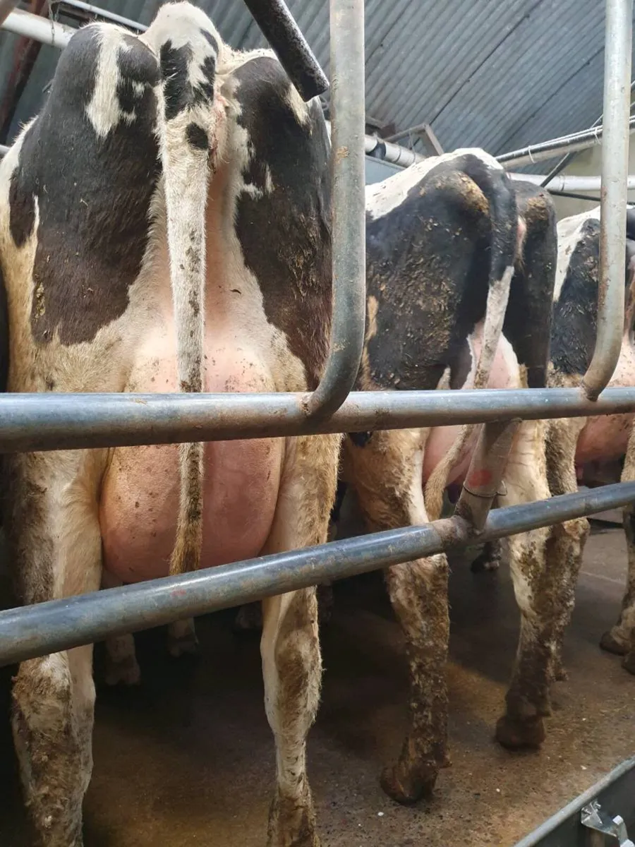 Calved heifers - Image 1