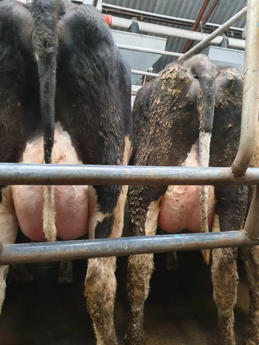 Calved heifers - Image 2