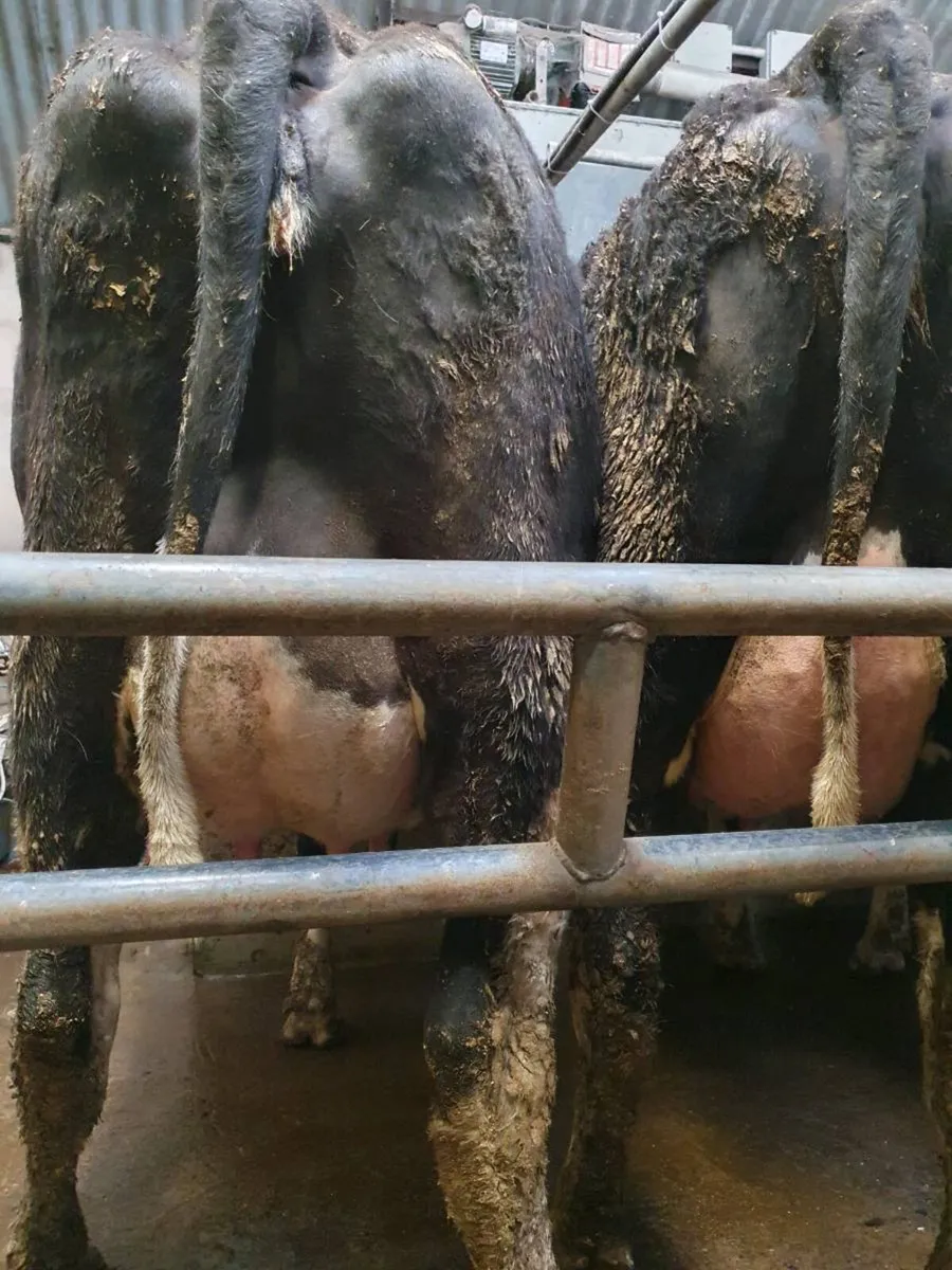 Calved heifers - Image 3