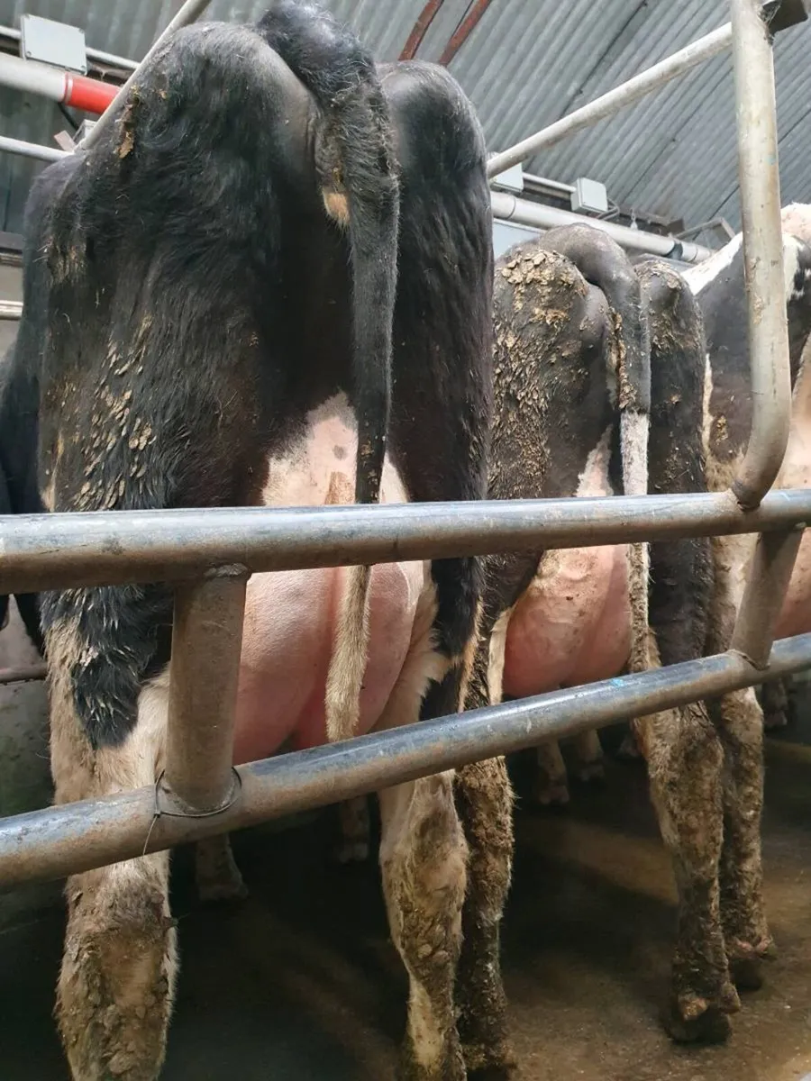 Calved heifers - Image 4