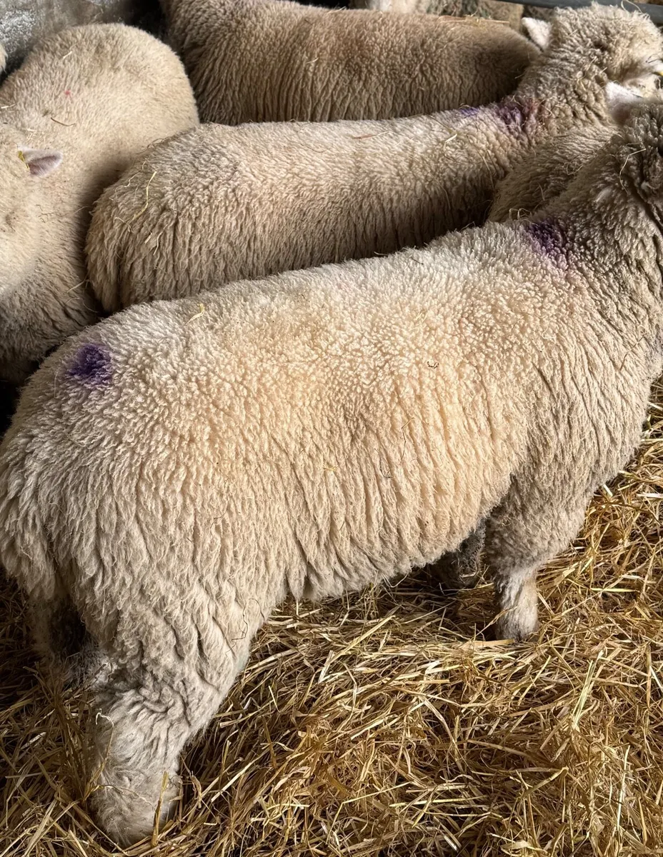 Dorset Ewe Lambs - Image 4