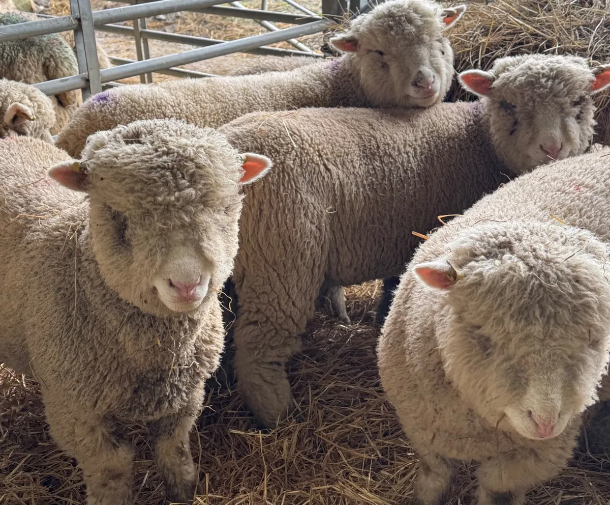 Dorset Ewe Lambs - Image 2