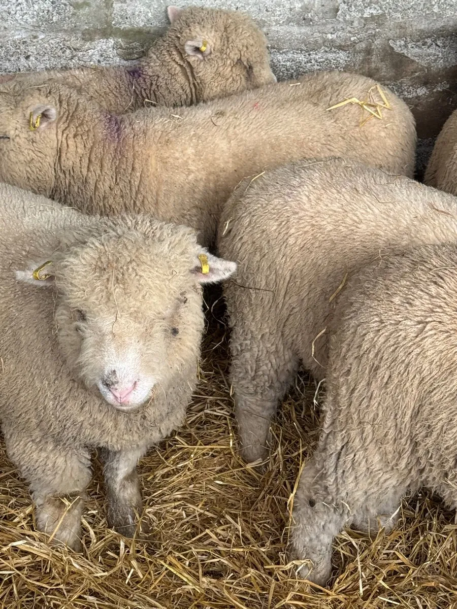 Dorset Ewe Lambs - Image 3