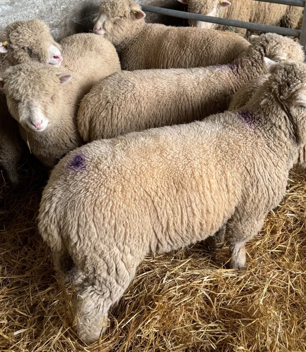 Dorset Ewe Lambs - Image 1