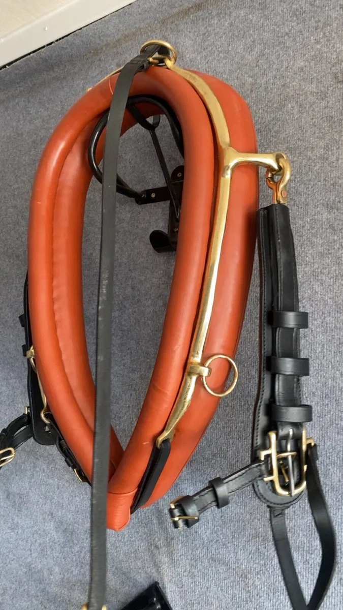 Coaching team collars - Image 2