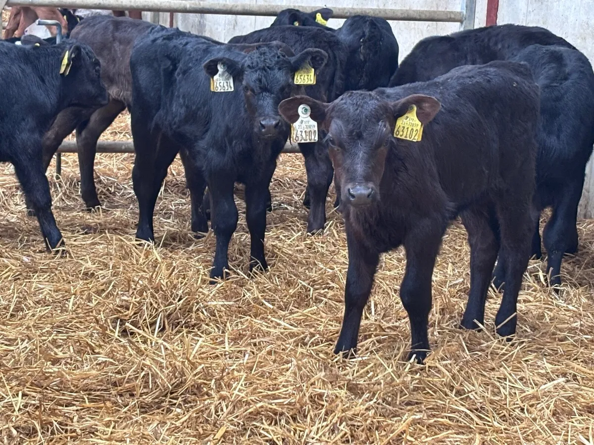 10 ANGUS calves for sale @€245 - Image 2
