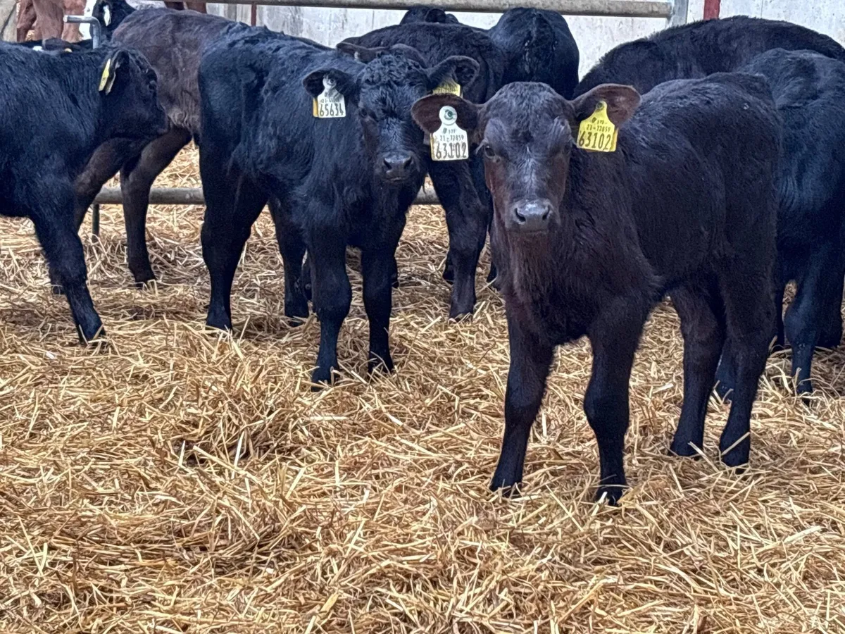 10 ANGUS calves for sale @€245 - Image 3